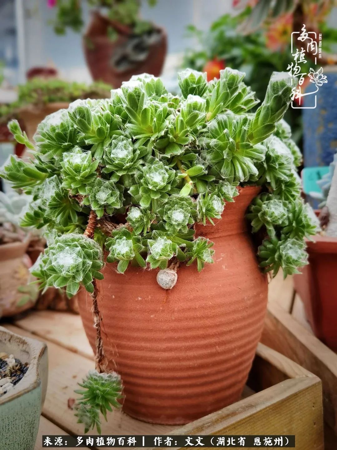 夏季多肉花园图片,初夏多肉花园