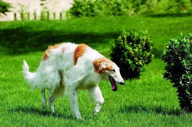 令人惊叹的狗狗品种你一定要了解,这些不常见的狗狗品种你认识几个