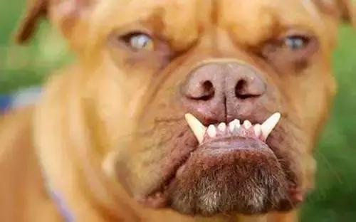 生僻字原唱完整版抖音,抖音网红生僻字是谁唱的