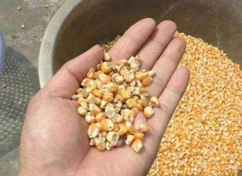 母猪使用的脱霉剂怎么选？很多养猪人掉坑里了，你要学会避免