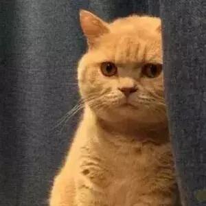 香港留学的一些问题,香港留学的四大问题