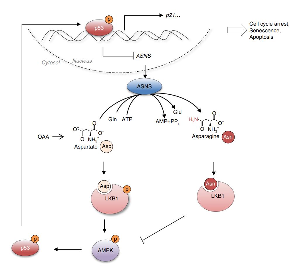 清华大学江鹏课题组发现p53调控肿瘤细胞存活新机制