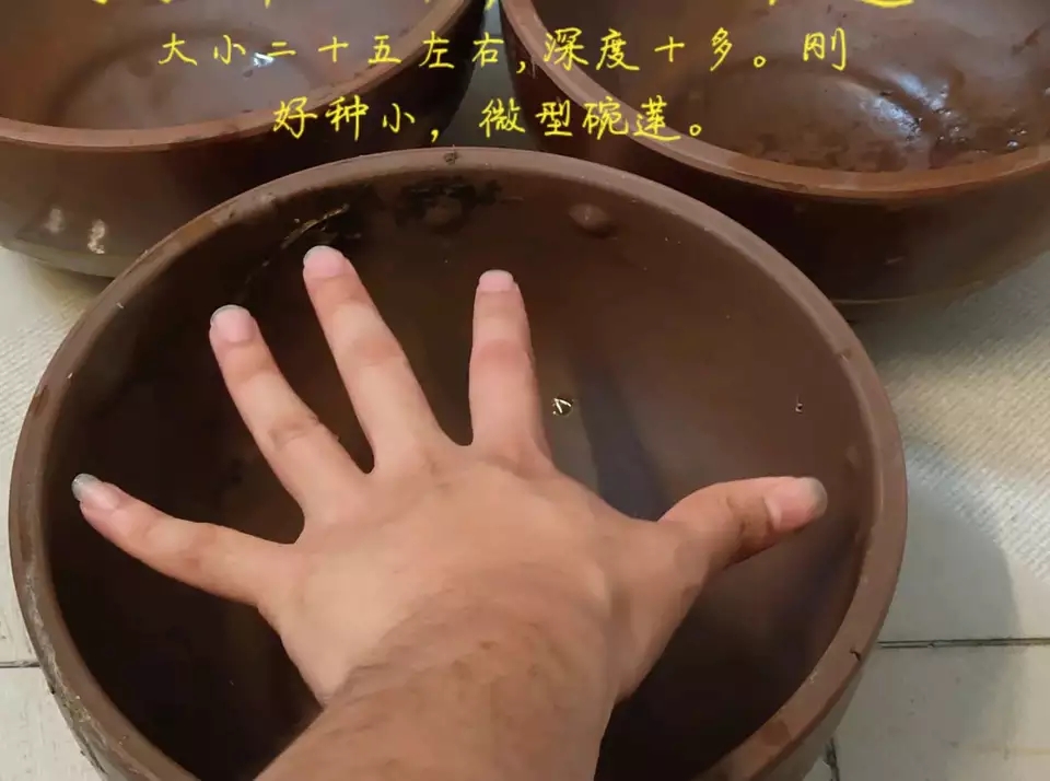 用种子栽培碗莲成长日记,碗莲与鱼在缸中栽培方法