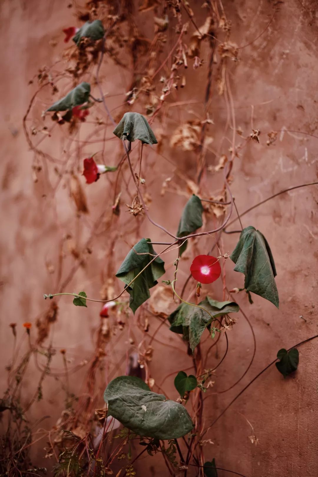 新疆炫富方式是什么,新疆喀什好种的花