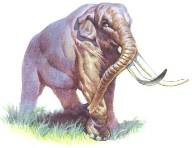 大象猛犸象祖先,猛犸象和始祖象谁是大象的祖先