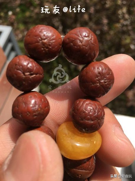 放了2年的凤眼，翻出来，虫子能组一个篮球队了