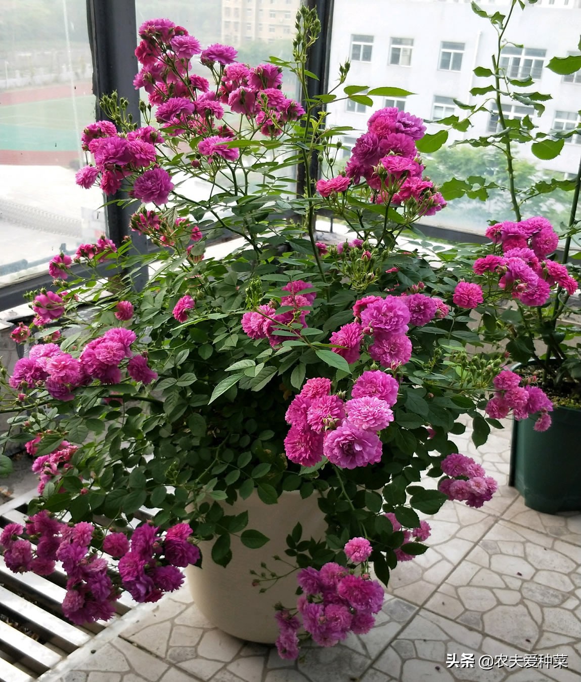 月季最名贵的品种有哪些,月季有哪些高档切花品种