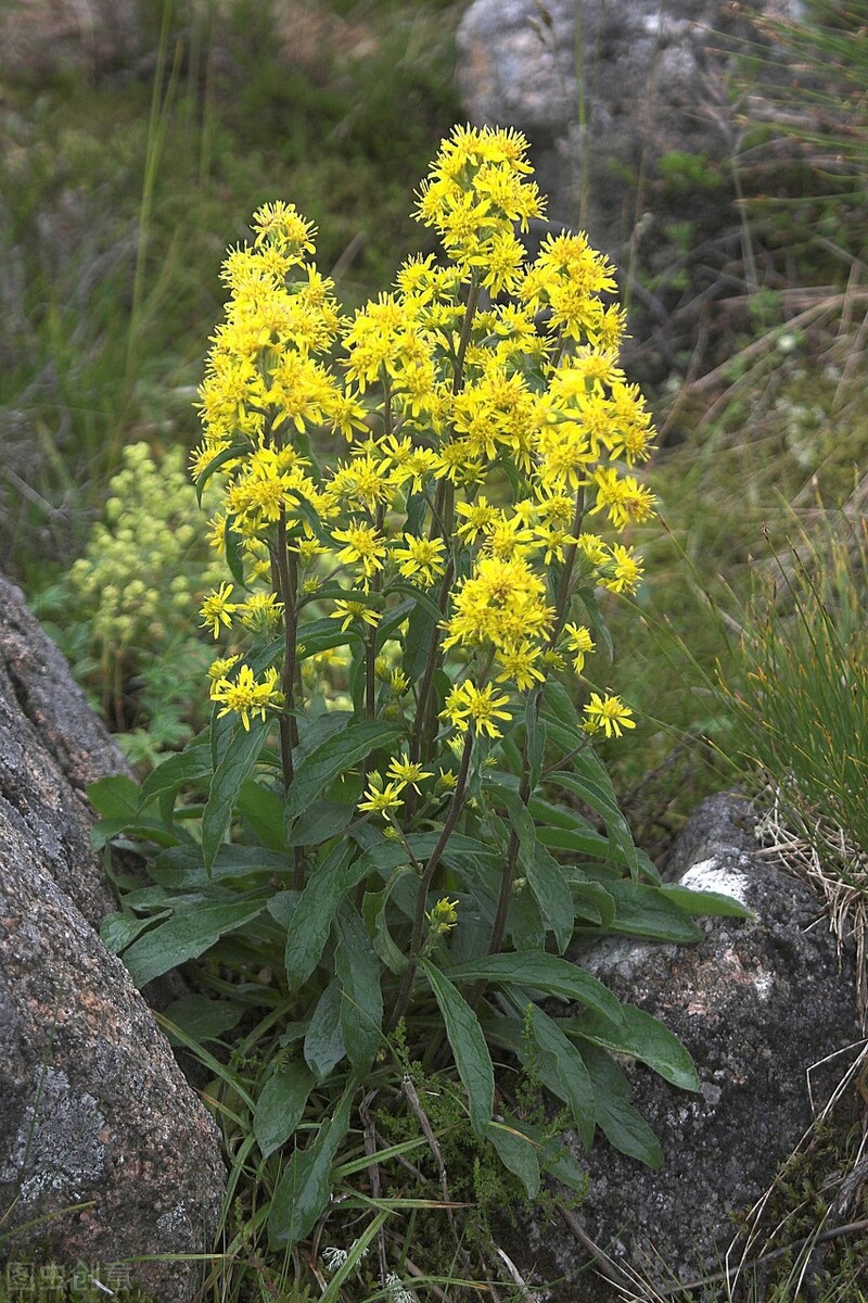 每个十一月生日对应的生日花,365天每天代表生日的花有哪些