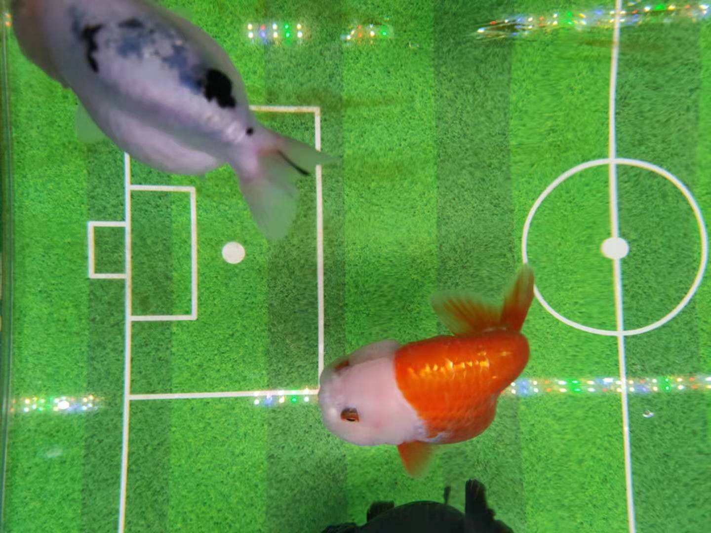 新手养鱼入坑全过程,新手养鱼入门完全教程合集