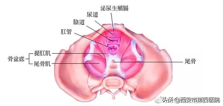 产后骨盆底肌训练方法,中医产后康复适宜技术培训