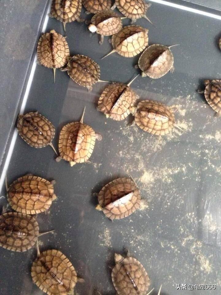 历年龟价走势如何,2024年龟行情走势