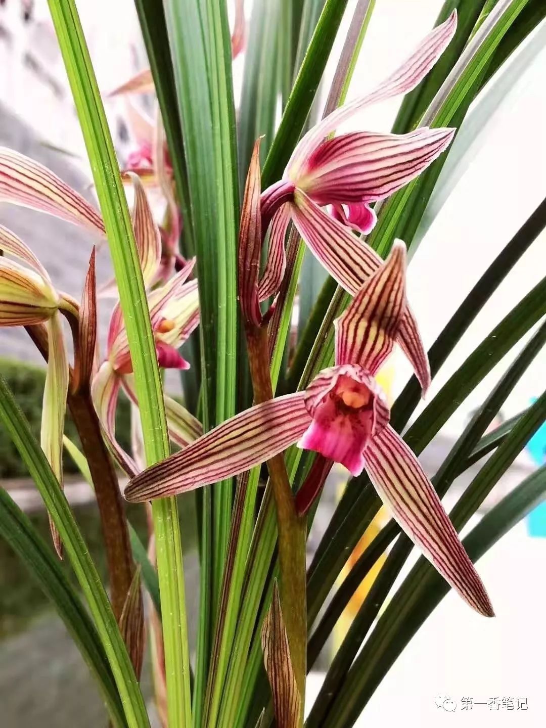 587:西部兰市资源抢购热——春剑交易起此彼伏热火朝天