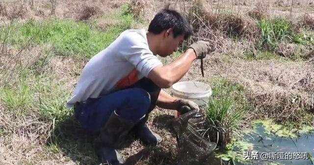 捉黄鳝和鱼的高手,全网最厉害的抓黄鳝能手