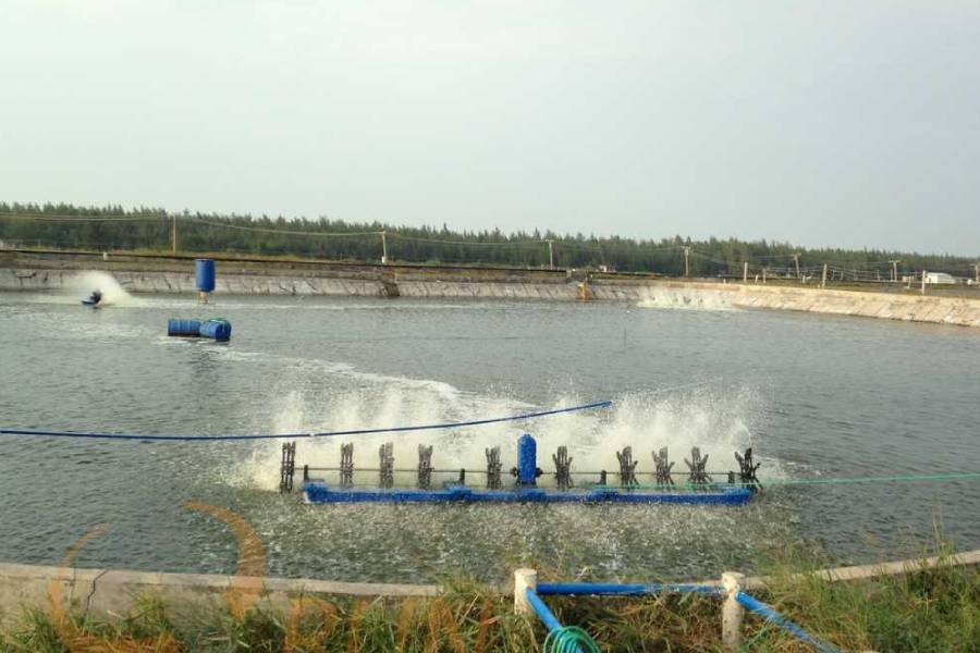 南美白对虾没有氧但是密度不厚,南美白对虾小棚养殖放苗密度