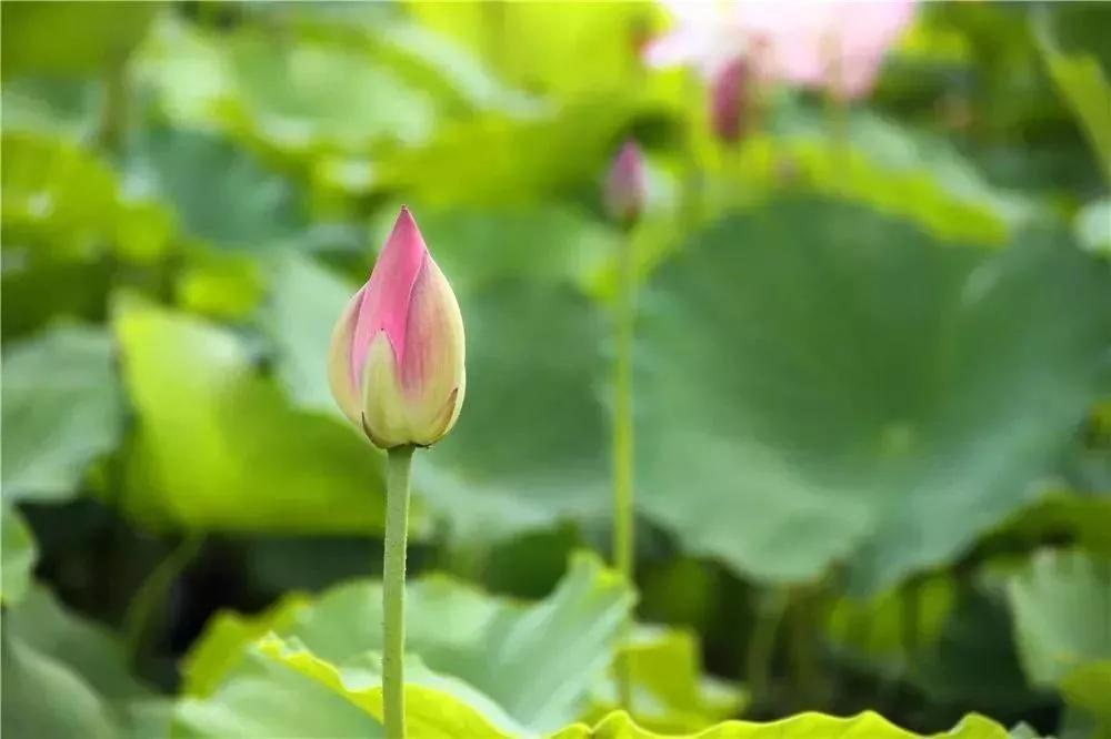 夏季最美荷花在哪里,山东最漂亮的荷花