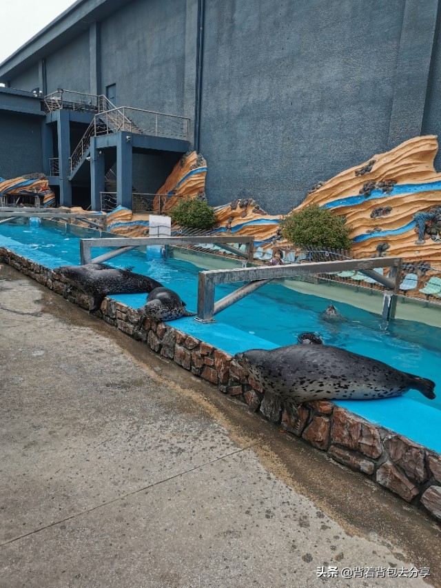 去泉城海洋极地世界需要带什么,济南到齐河海洋世界攻略