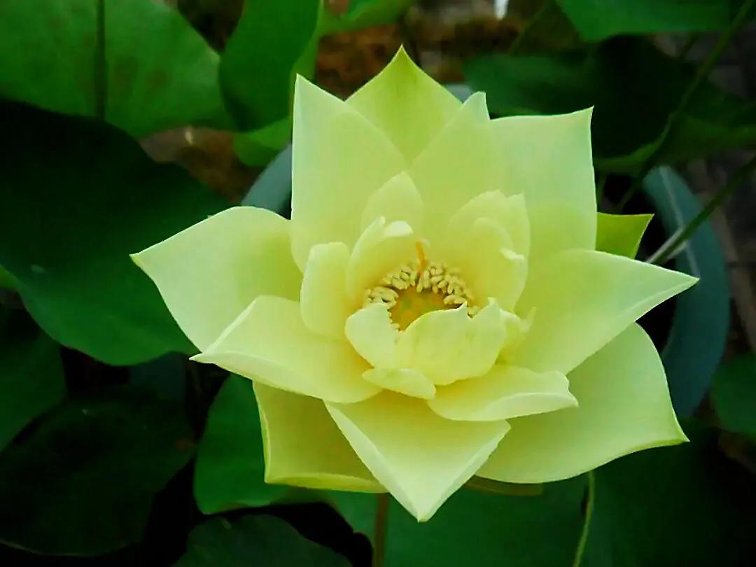 荷花品种大全及名称图片,荷花品种及名称大全图片