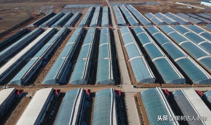 桃树开春管理视频,大棚桃花期用什么药