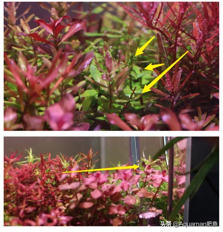 便宜又好养的水草推荐,好养又便宜的水草推荐