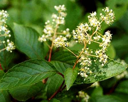 雷公藤和白芍哪个治类风湿效果好,治类风湿白芍总苷雷公藤哪个好用