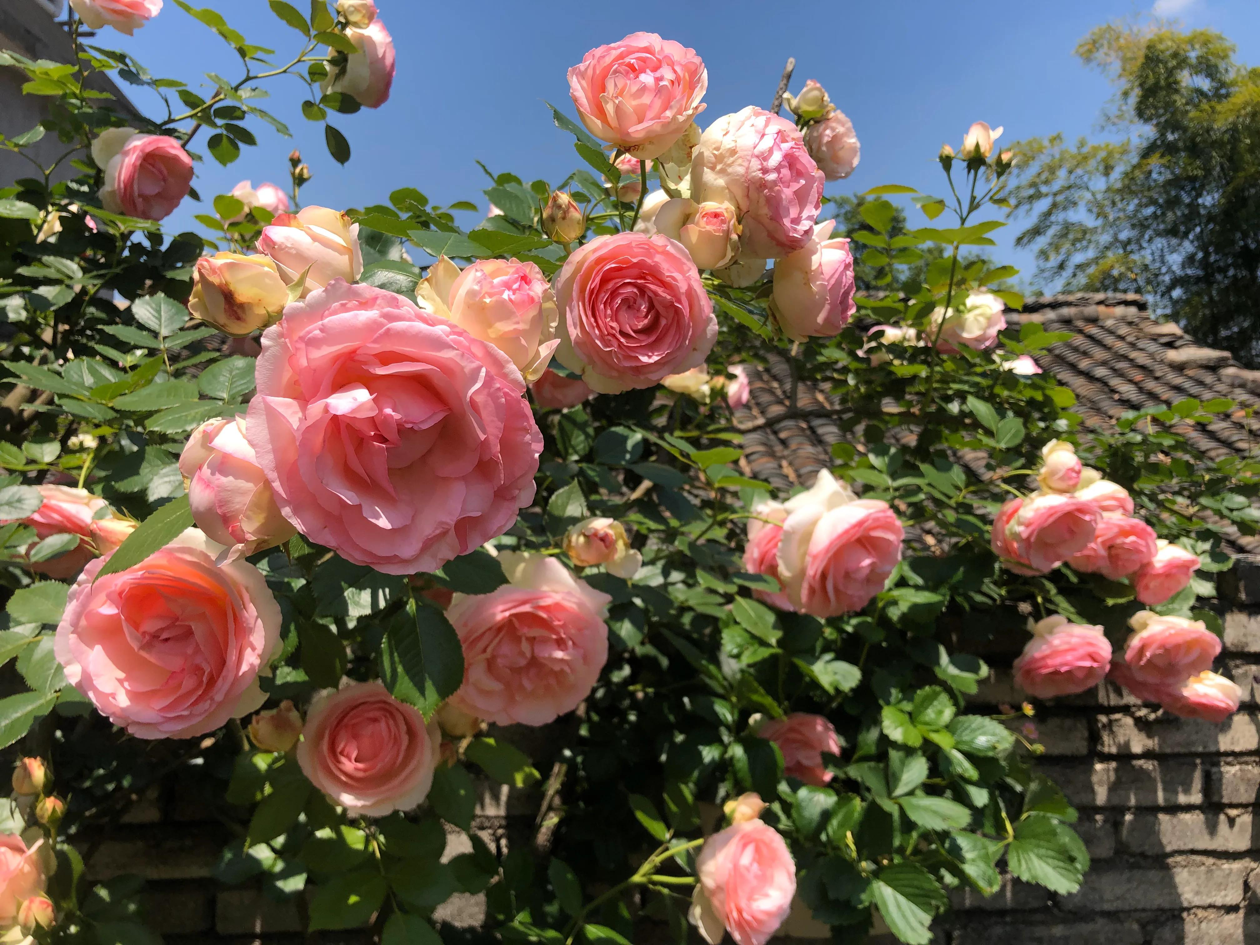 植物养出爆皮效果,月季埋鱼肠爆花了