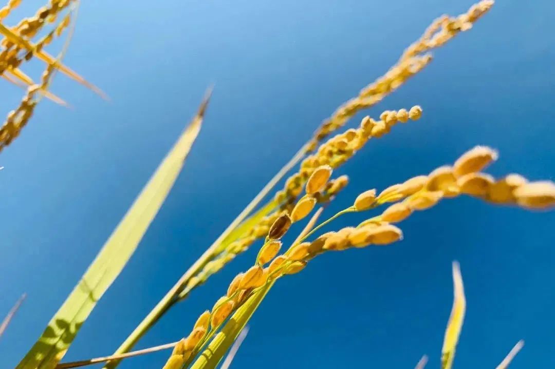 缃戝弸鍒嗕韩鍖椾含璧忚姳鎸囧崡,鍖椾含璧忚姳鎸囧崡