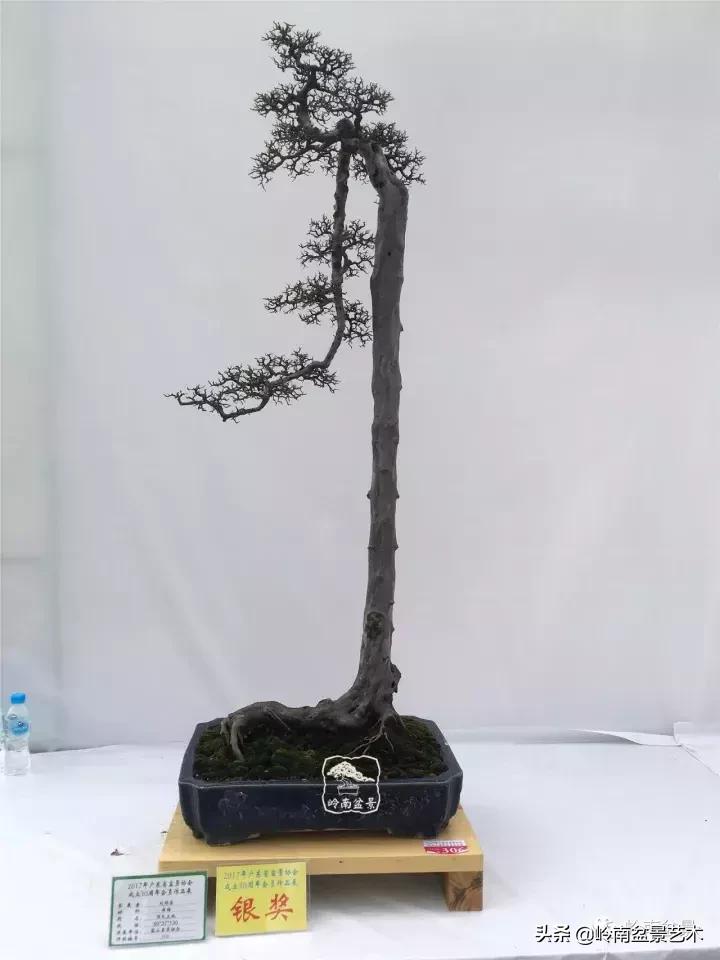 最美的100盆雀梅盆景,雀梅盆景第一年修剪视频