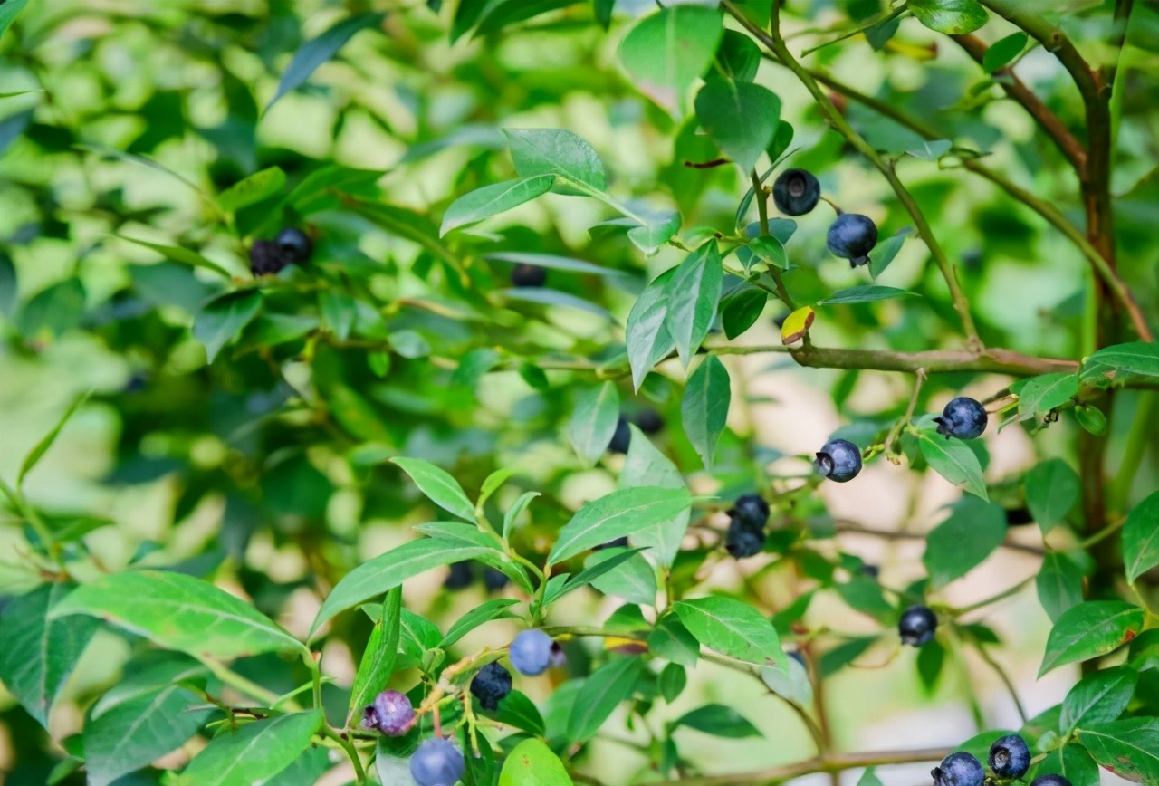 石柱黄水游玩攻略两天一夜,石柱黄水春季游攻略