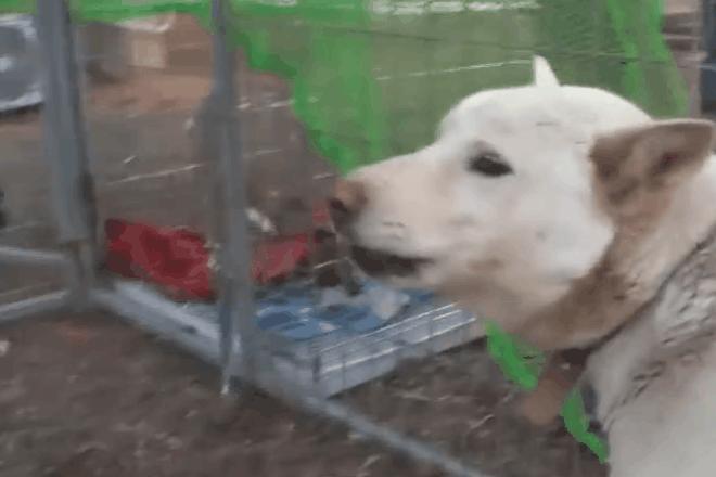 刚出生流浪小奶狗被虐待打断腿,救出长期被虐待流浪狗