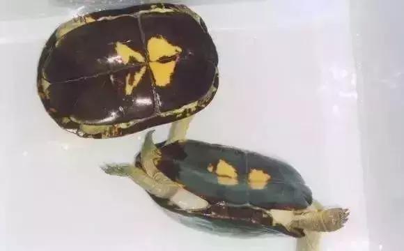 三线闭壳龟和潘氏闭壳龟区别,金头闭壳龟和三线闭壳龟同池