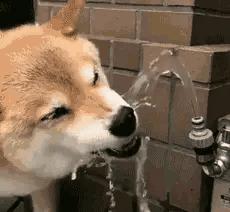 这条狗像极了自己的一生,你瞧这条狗原版