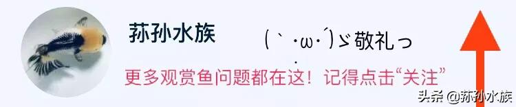 如何饲养血鹦鹉鱼,怎么能养好血鹦鹉鱼