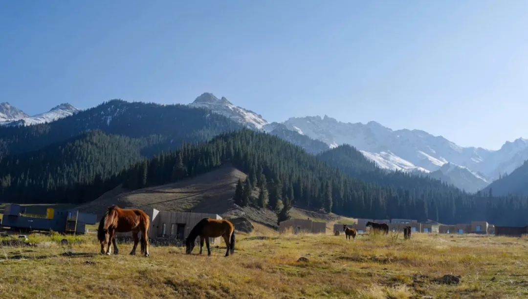 霸气！提前2月预定，仅15间客房，*疆新**这个酒店，够野还够奢