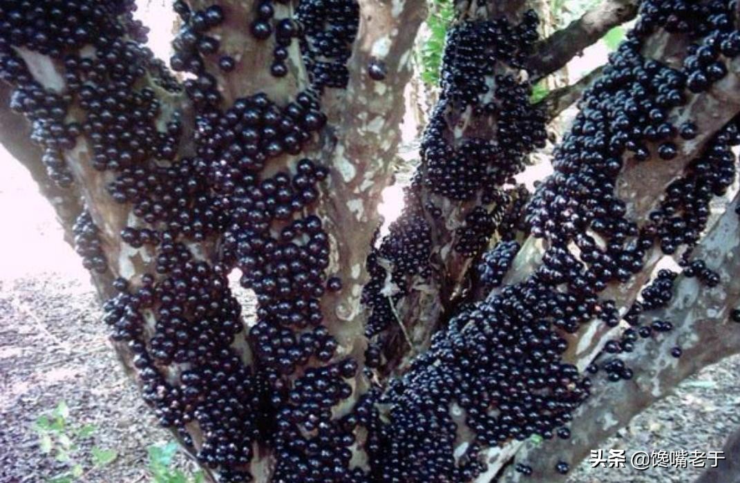 饱受差评的5种水果，没吃时很好奇，吃过后极度后悔，你吃过几种