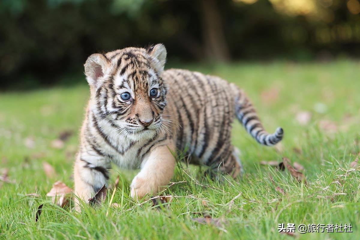 上海动物园5a景区,上海野生动物园和上海科技馆距离