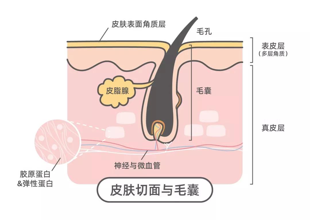 毛孔粗大变细腻变化过程,毛孔已经变粗大怎么解决