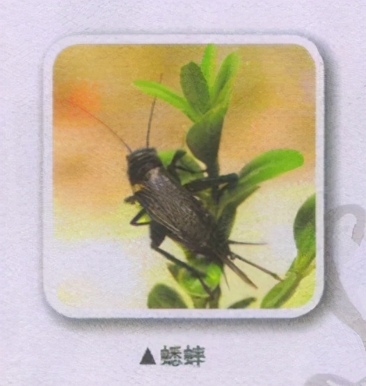 昆虫样子特点,昆虫视觉是什么样的