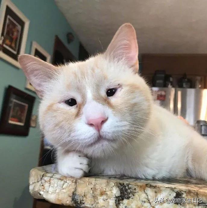 盘点猫咪中最可爱的,这些猫咪小时候多可爱长大有多帅