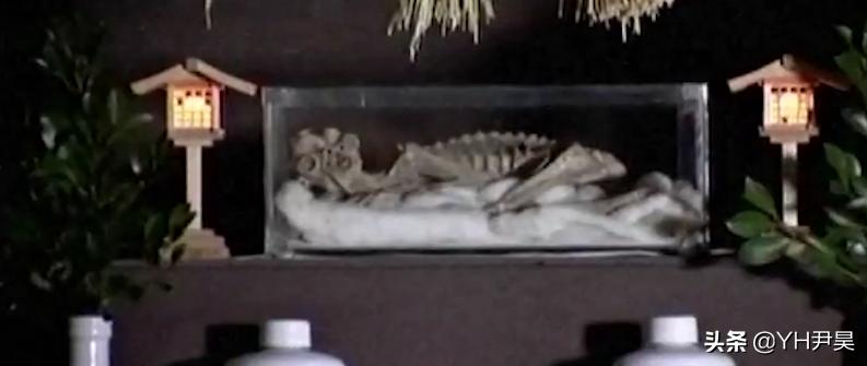 揭秘日本水怪之谜，传说中的日本水怪会是一种濒临灭绝的鱼吗？