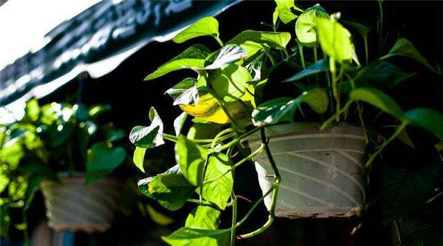 水培绿萝浇水口诀顺口溜,绿萝水培方法和注意事项