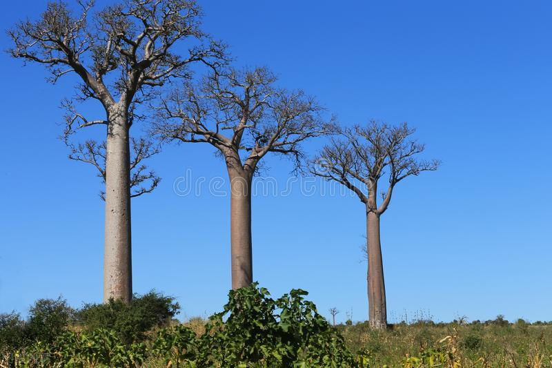 自然界嘴巴奇特的十种动物,十种奇特的自然界植物图片