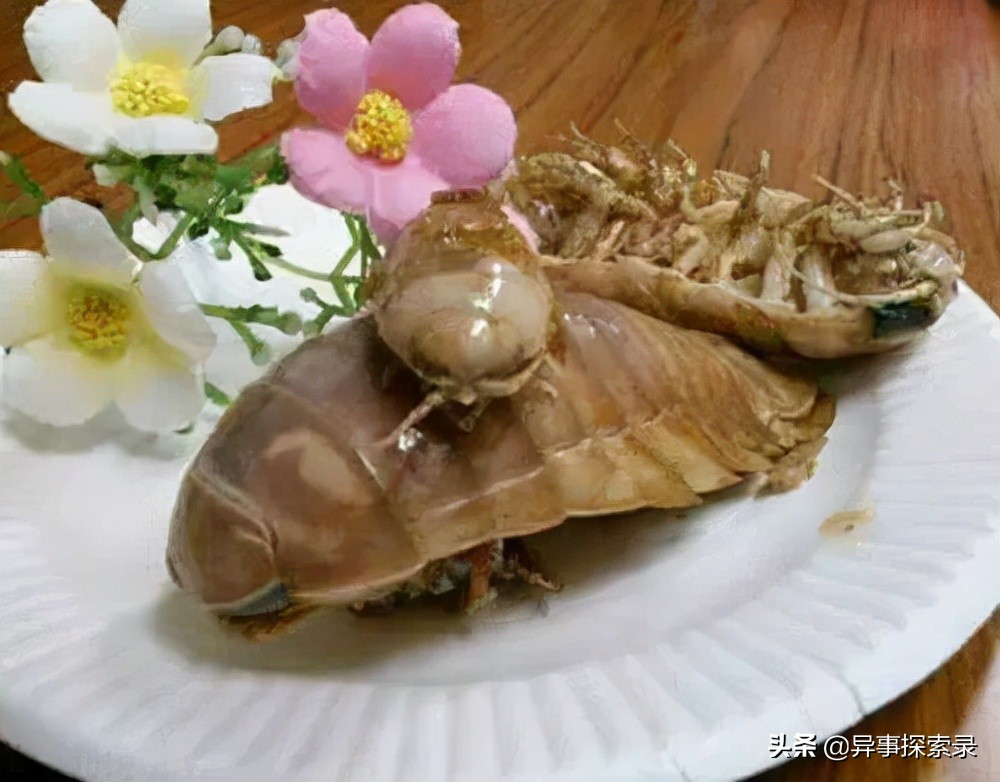 史前深海十大恐怖生物,深海底下的恐怖生物