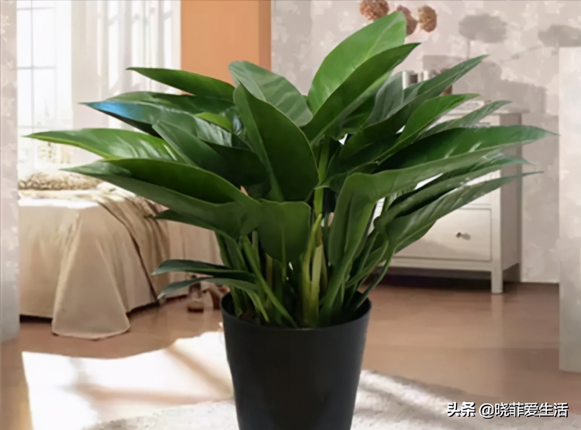 20种毒花很多人养了却不知有毒,可以家养好看的毒花