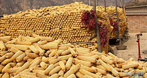 圈玉米网,特厚圈玉米专用网