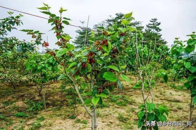 桑树种植技术资料大全,致富经桑树种植技术