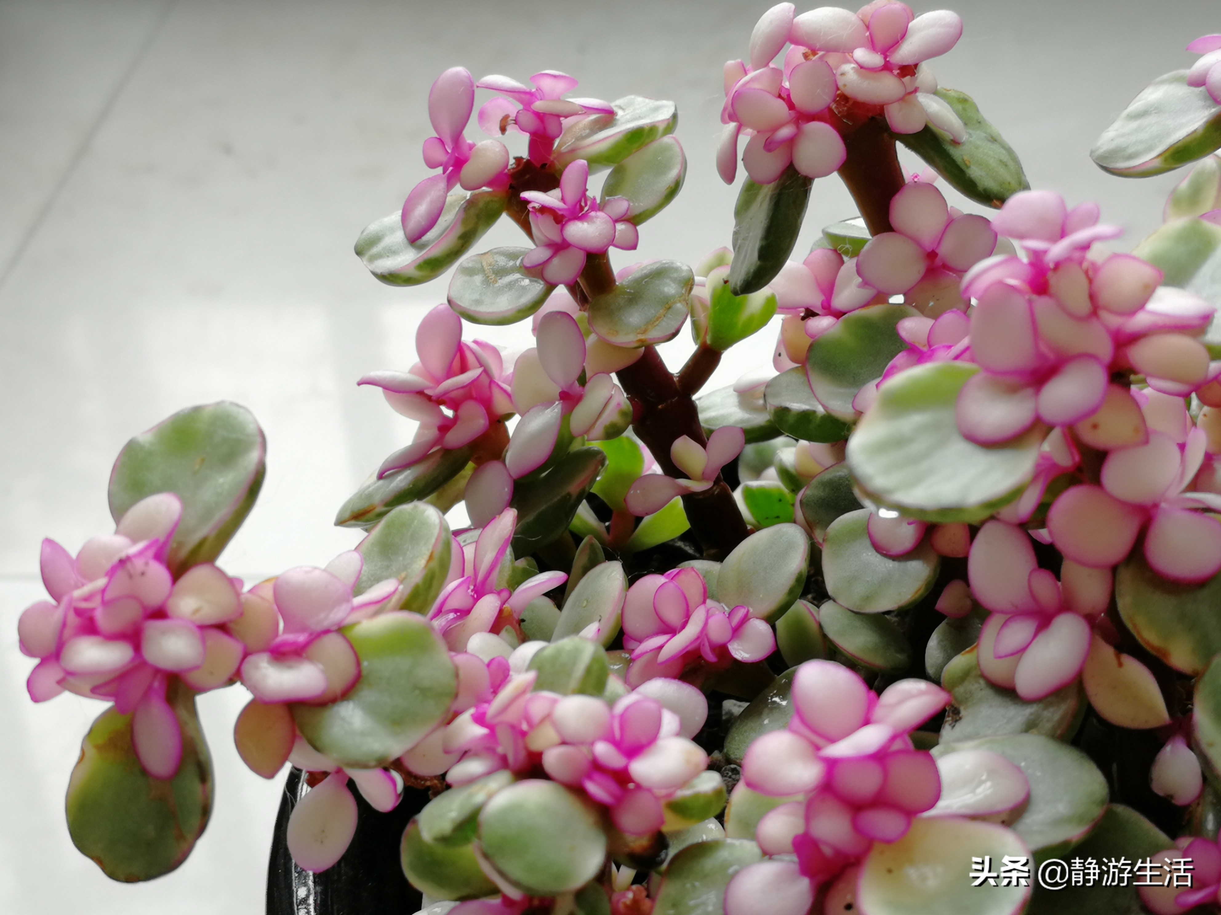 雅乐之舞，这飞扬在尘世间的灵动舞者