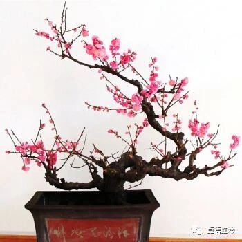 红楼梦群芳夜宴花语,红楼梦花语解读