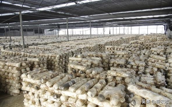 农村月入2500元冷门创业项目,未来十年最紧缺生意农村创业点子