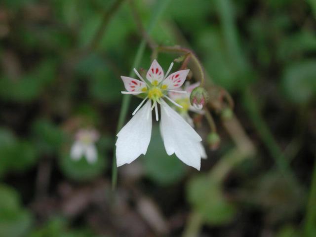 四季都开花的虎耳草盆栽,开花虎耳草养殖方法