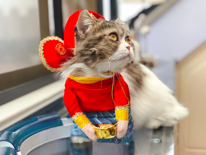 这些名贵的中华田园猫你都知道吗,田园猫哪个品种最稀少